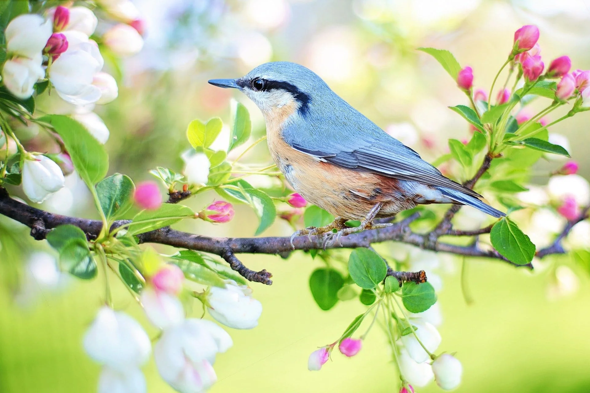 Malen nach Zahlen Blauer Vogel - Image 7