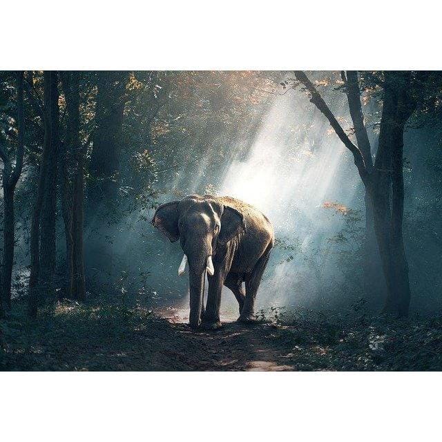 Malen nach Zahlen Elefant im Wald - Image 9