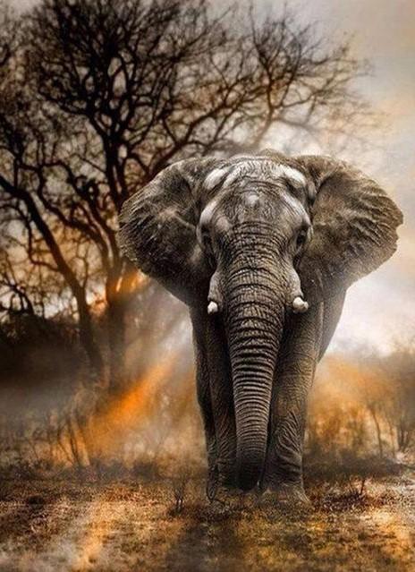 Malen nach Zahlen Elefant mit Sonnenuntergang - Image 9