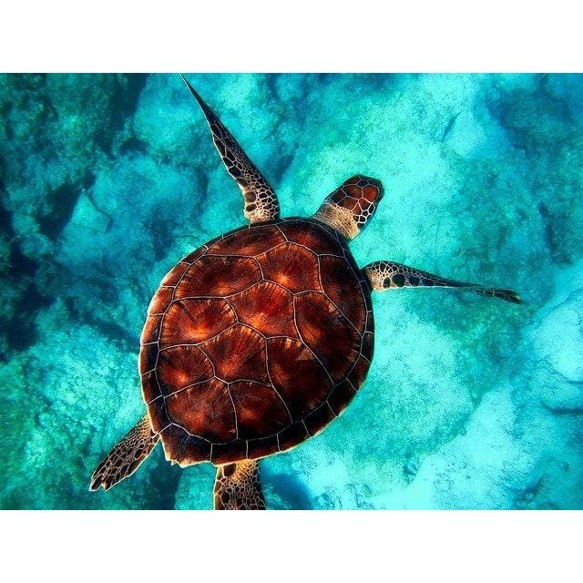 Malen nach Zahlen Schildkröte (mit Rahmen) - Image 9