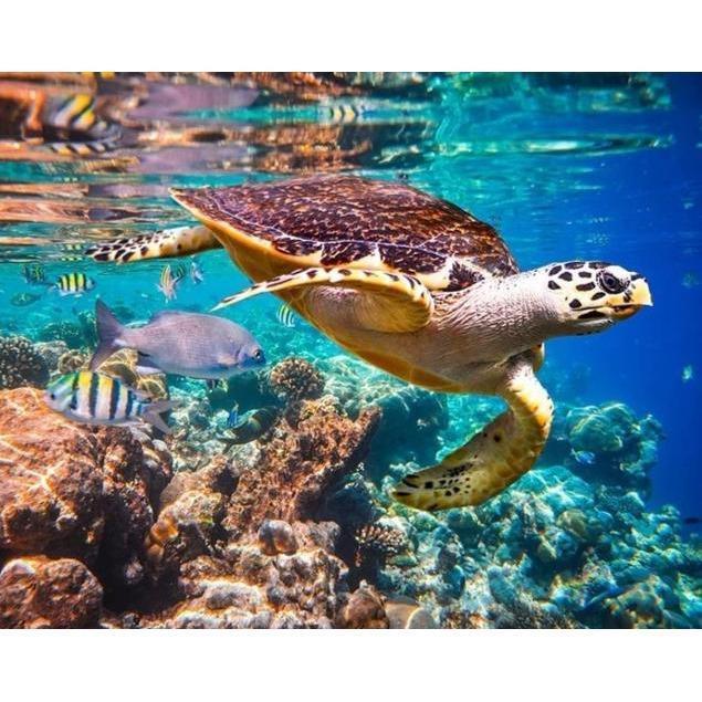 Malen nach Zahlen Schildkröte Meer - Image 9