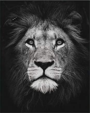 Malen nach Zahlen Schwarz und Weiß Lion Portrait - Image 7