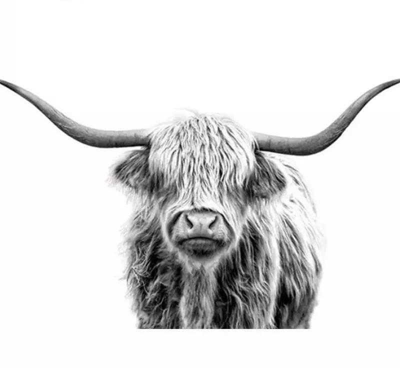 Malen nach Zahlen Schottischer Highlander schwarz-weiß - Image 7