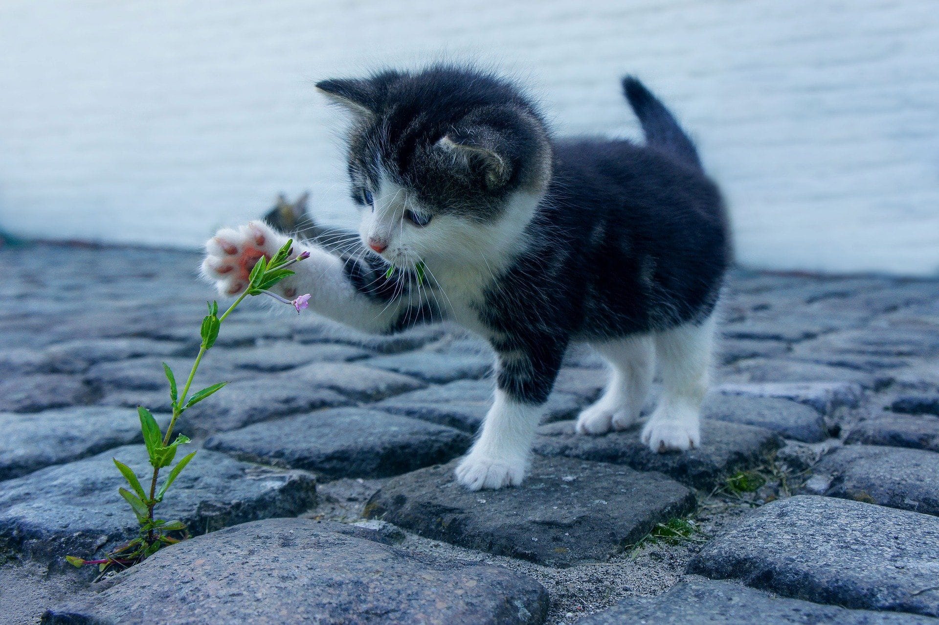 Malen nach Zahlen Spielende Katze - Image 9