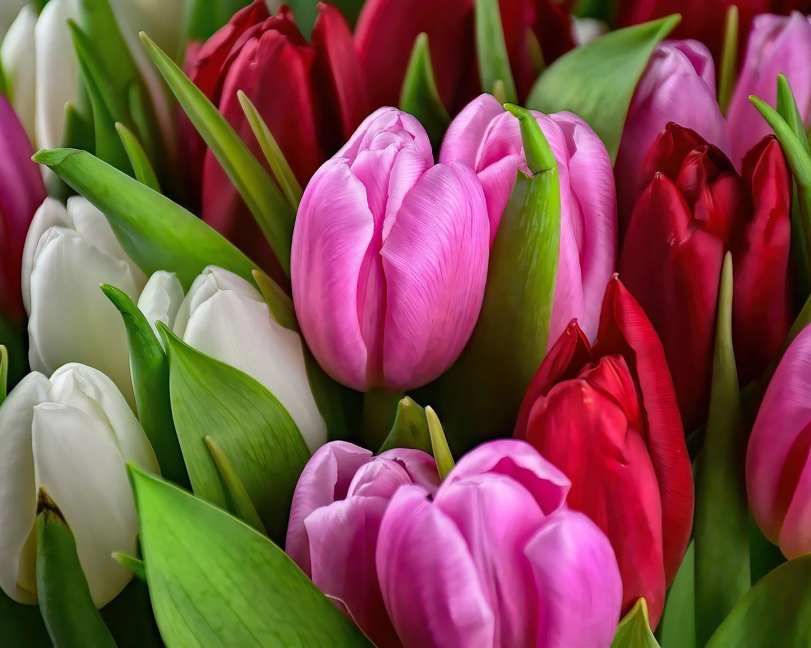 Malen nach Zahlen Tulpen - Image 9
